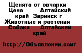 Щенята от овчарки › Цена ­ 50 - Алтайский край, Заринск г. Животные и растения » Собаки   . Алтайский край